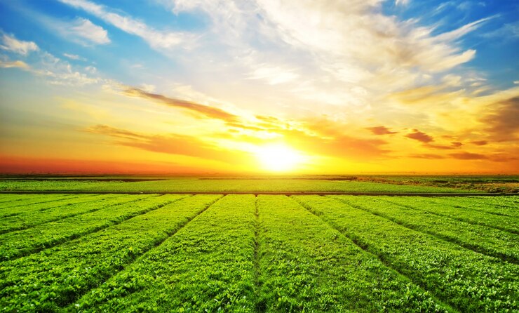 Campo agrícola ao nascer do sol representando o agronegócio em Dourados